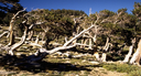 Mount Evans 6 thumbnail image