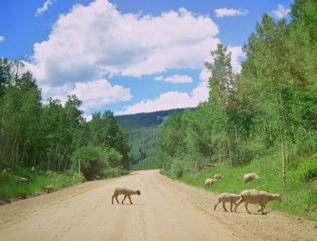 Sheep On Road detail image