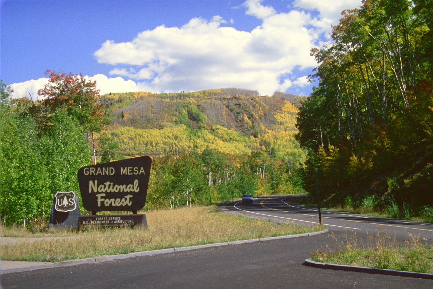 Forest Entrance detail image