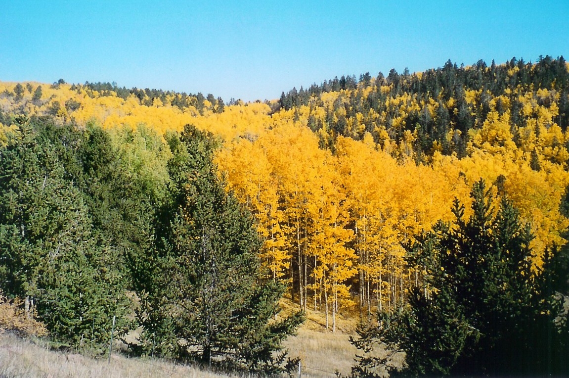 Aspens detail image