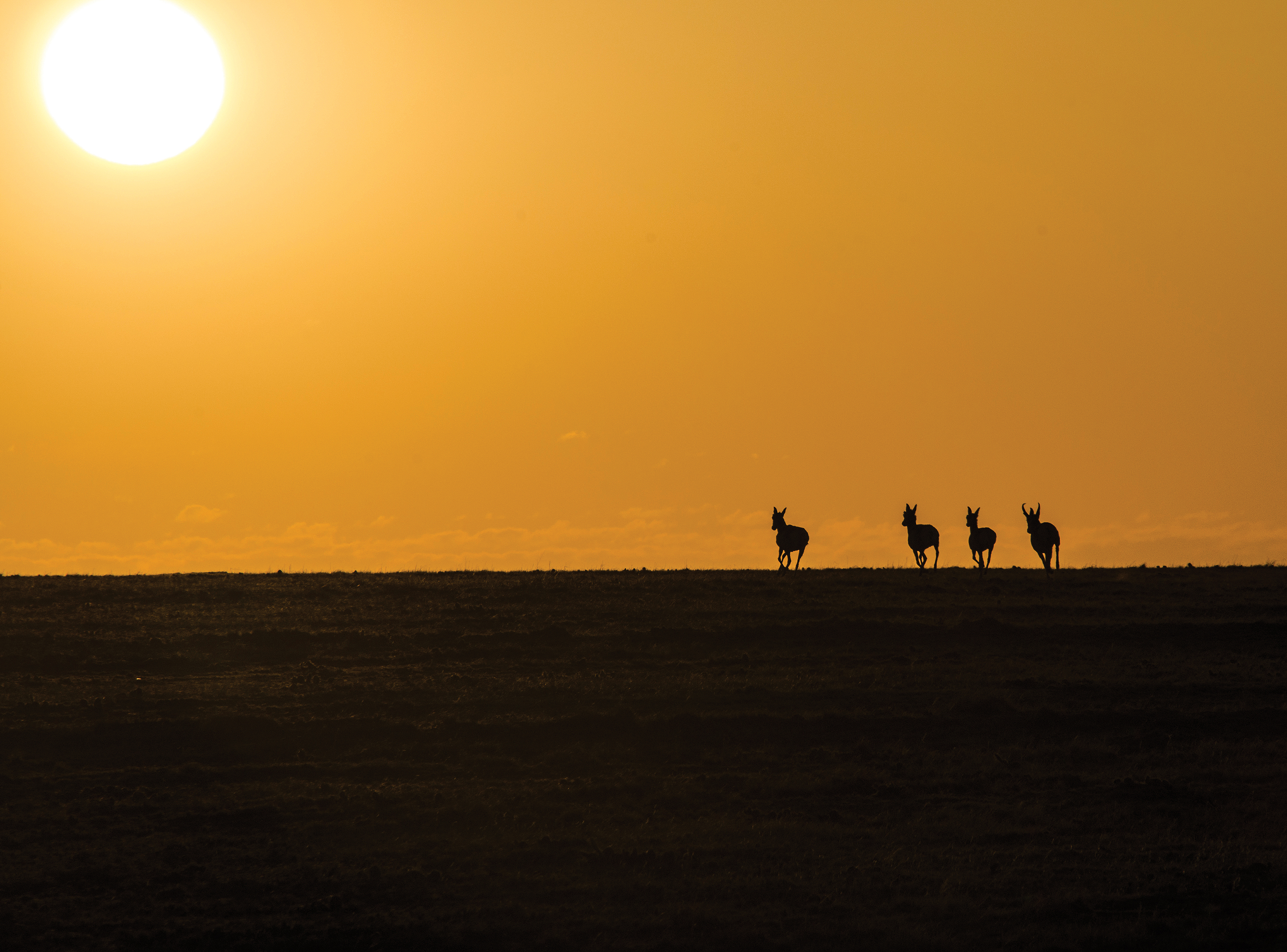 Antelope at Sunset detail image