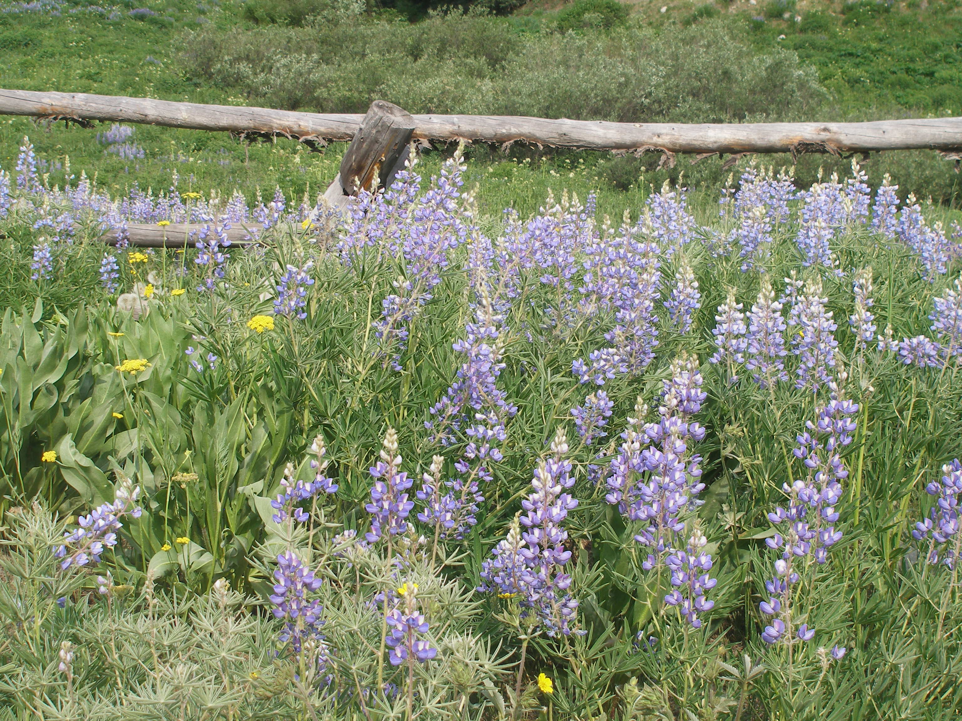 Wildflowers detail image