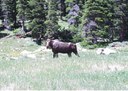 Wildlife is abundant around the Eisenhower Tunnel.  Typical high country visitors include moose, elk, deer, goats, sheep, marmot, chipmunks, and porcupine. thumbnail image