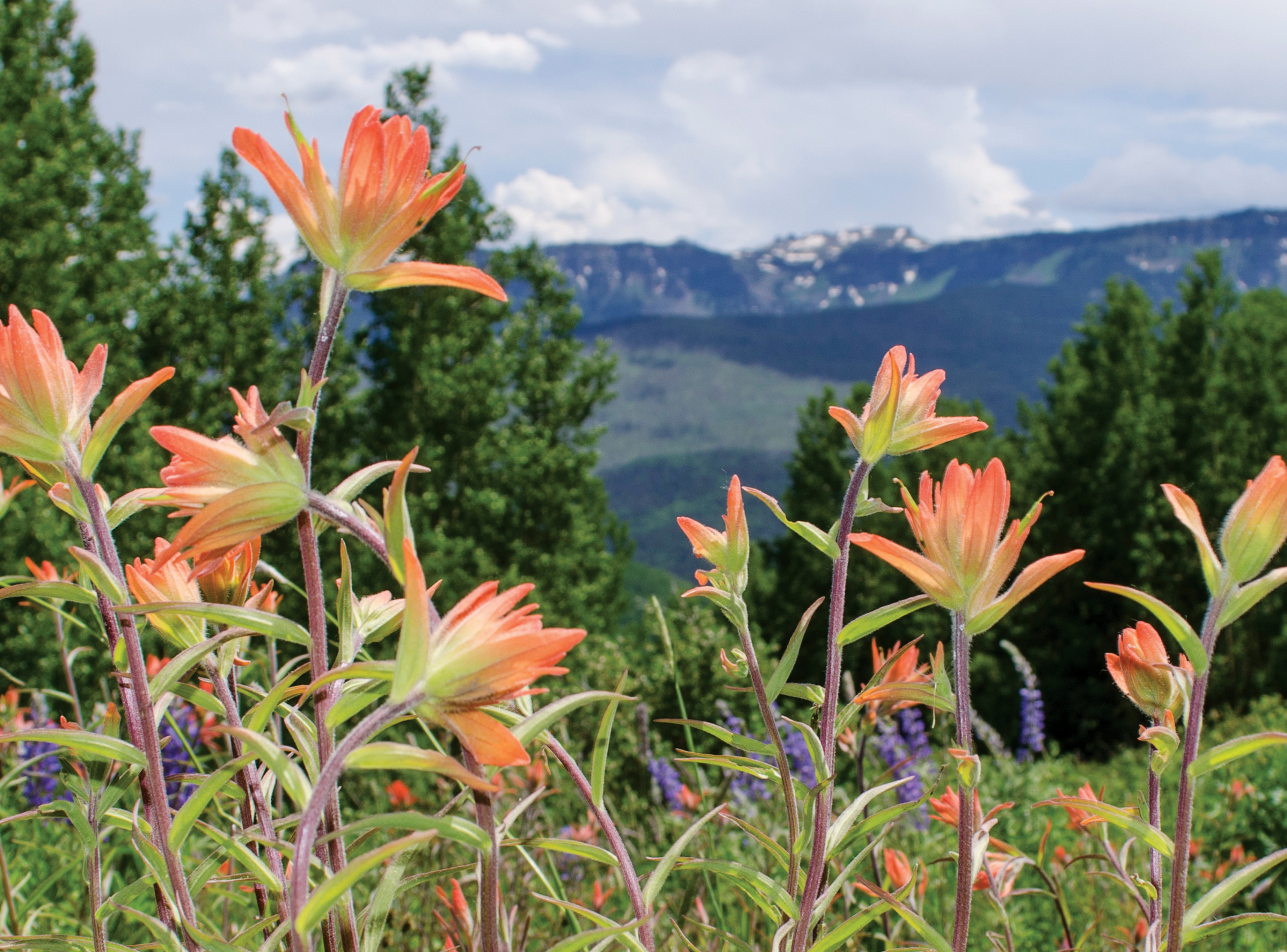 Indian Paintbrush wild flowers